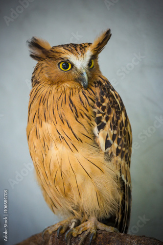 Photography Burung Hantu Celepuk, malay owl in Kuala Lumpur, KL Bird Park, Malaysia