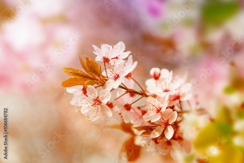 Spring Cherry blossoms.