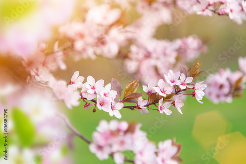 Spring Cherry blossoms.