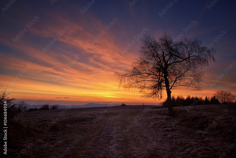 Tree Silhouette with Sunset Sky and Magical Colors of Pink,Blue,Orange,Yellow and Red