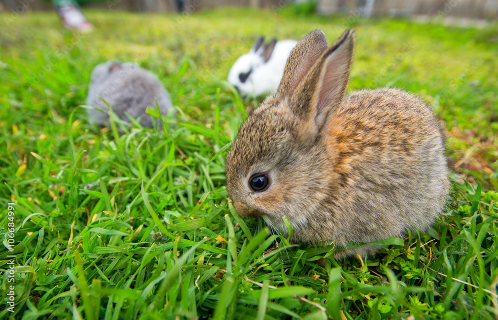 Lots of Rabbit in a green grass Lots of Rabbit in a green grass