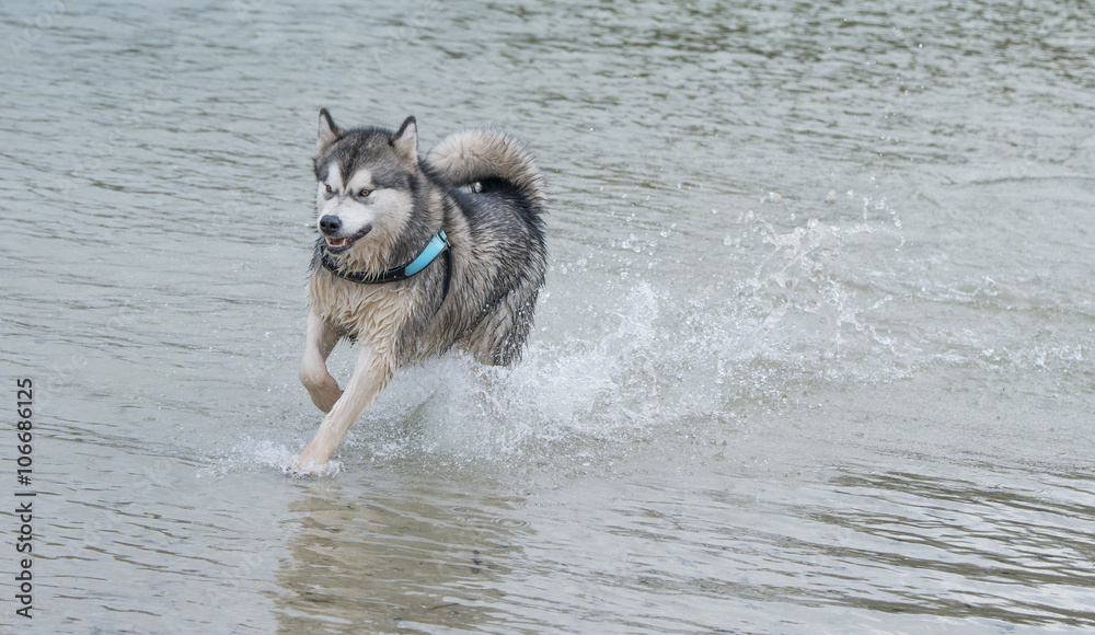 alaskan Malamute alaskan Malamute