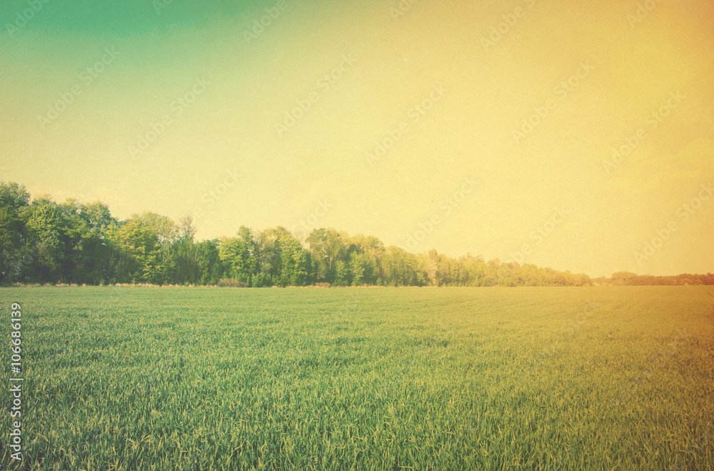 field of grass and blue sky