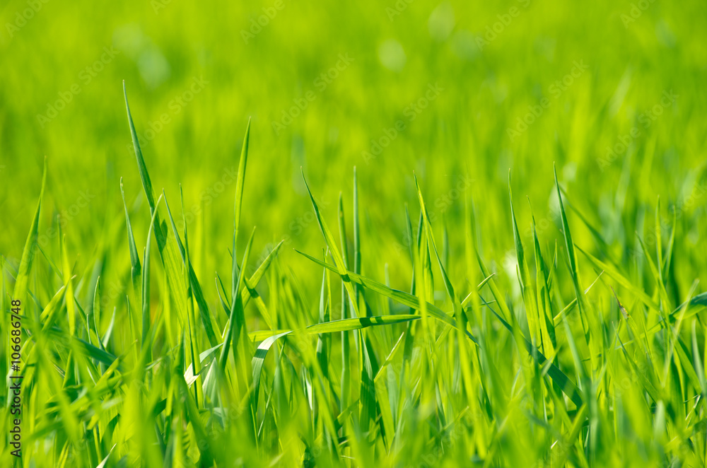 Green grass texture from a field Green grass texture from a field