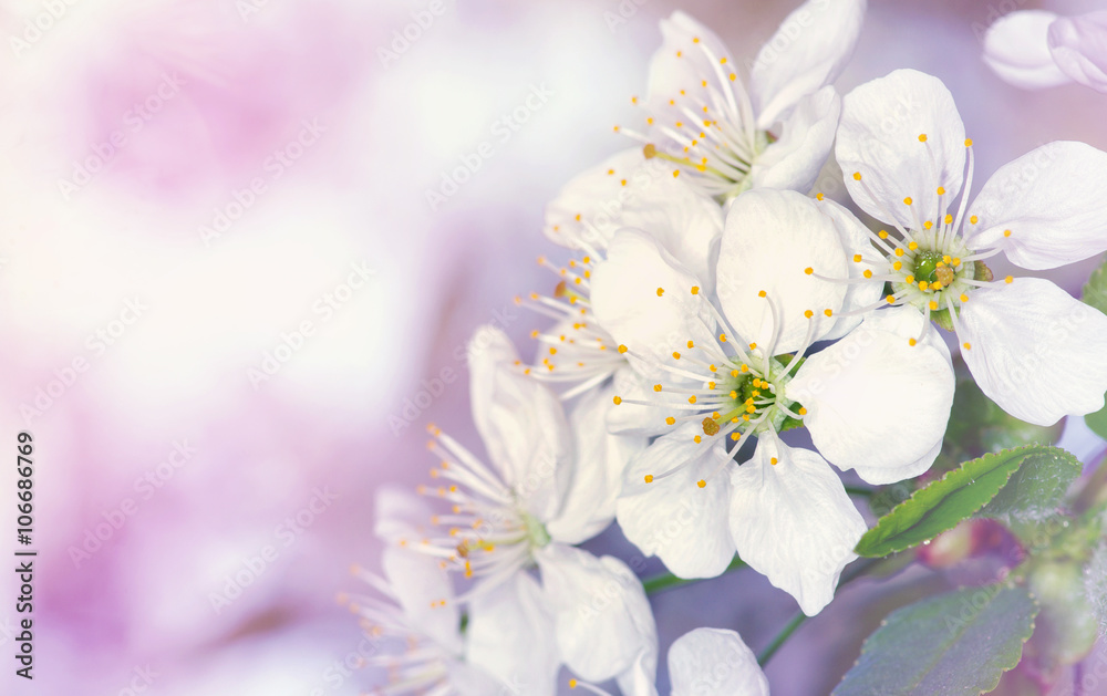 white flowers white flowers