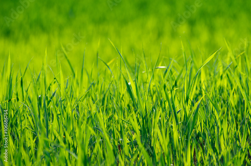 Green grass texture from a field