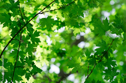 green leaves over green background