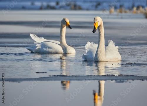 Whooper swan (Cygnus Cygnus) couple swimming in icy lake in the spring in Finland.