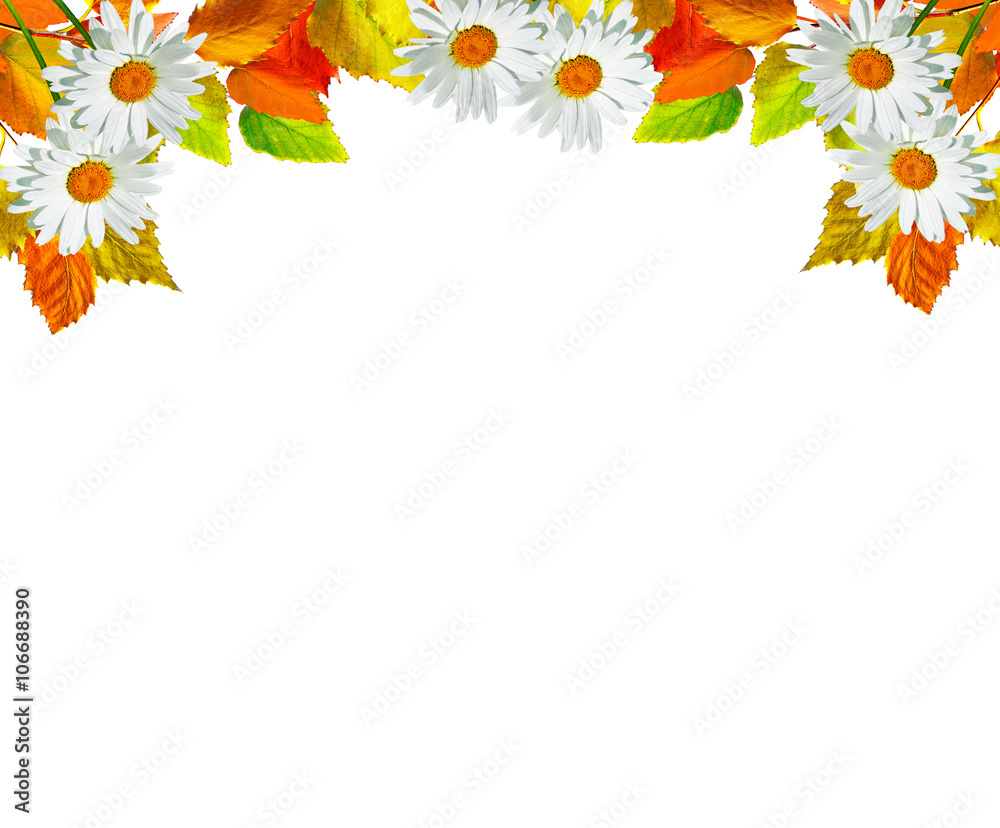 autumn leaves isolated on white background. autumn leaves isolated on white background.