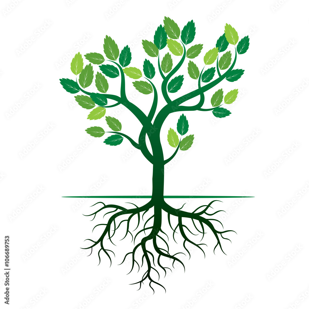 Obraz premium Green Tree and Roots. Vector Illustration.