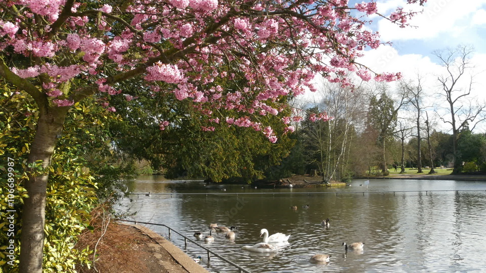 Cherry blossom in Canon Hill Park, Birmingham. Cherry blossom in Canon Hill Park, Birmingham.