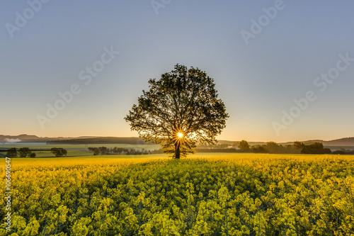 Beautiful and Colorful sunrise on a yellow field. Sun rays shining through a tree. Amazing atmosphere.