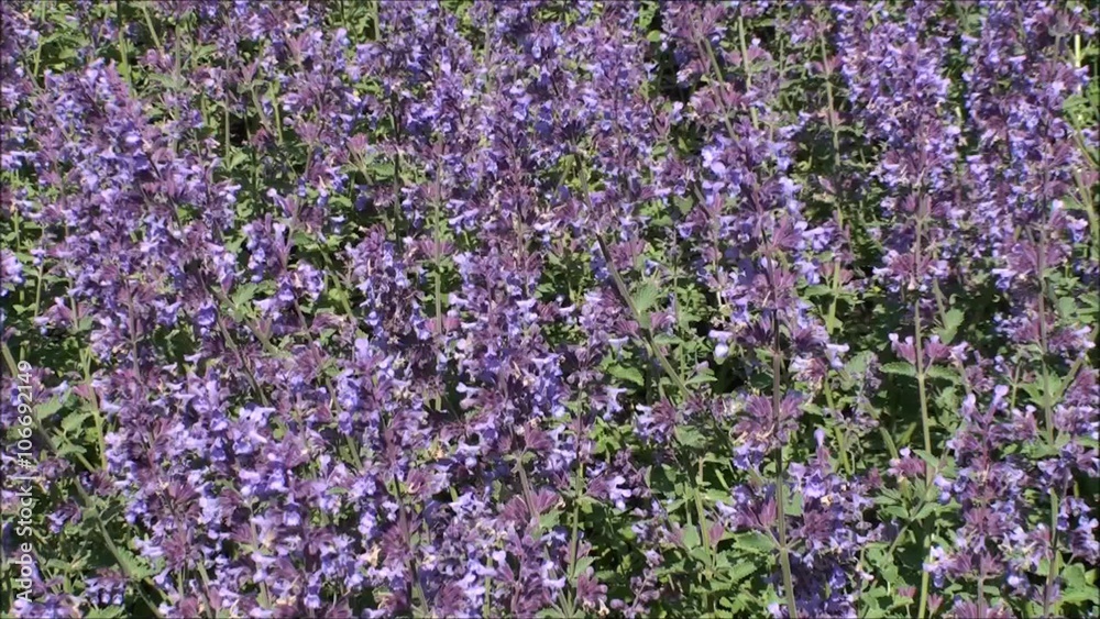 Nepeta cataria or catmint flowers. Nepeta cataria or catmint flowers.