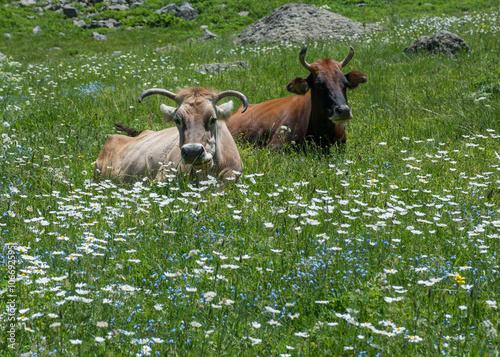 Canvastavla ruminating cows on blossom meadow