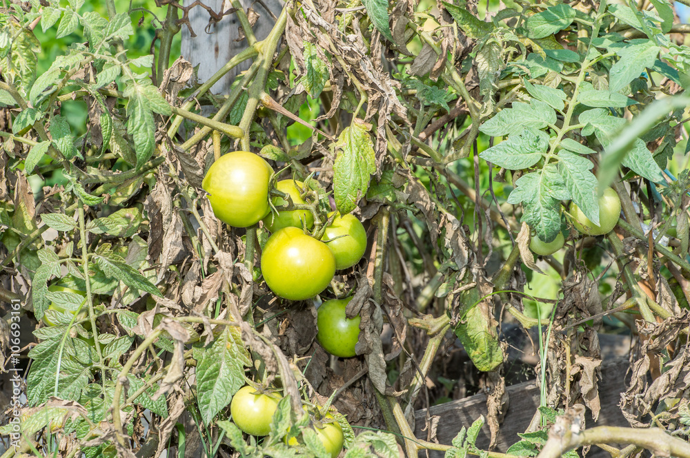 Wild green tomato