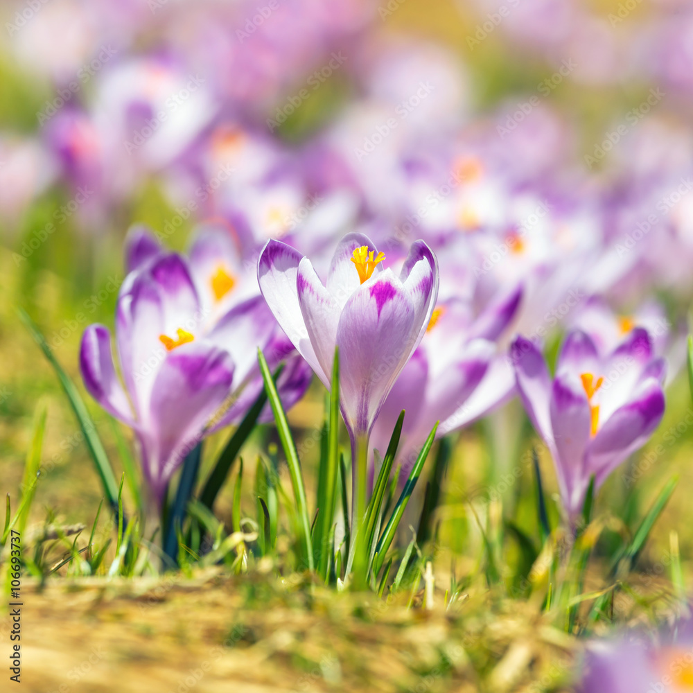 blooming violet crocuses in Tatra Mountains, spring flower blooming violet crocuses in Tatra Mountains, spring flower