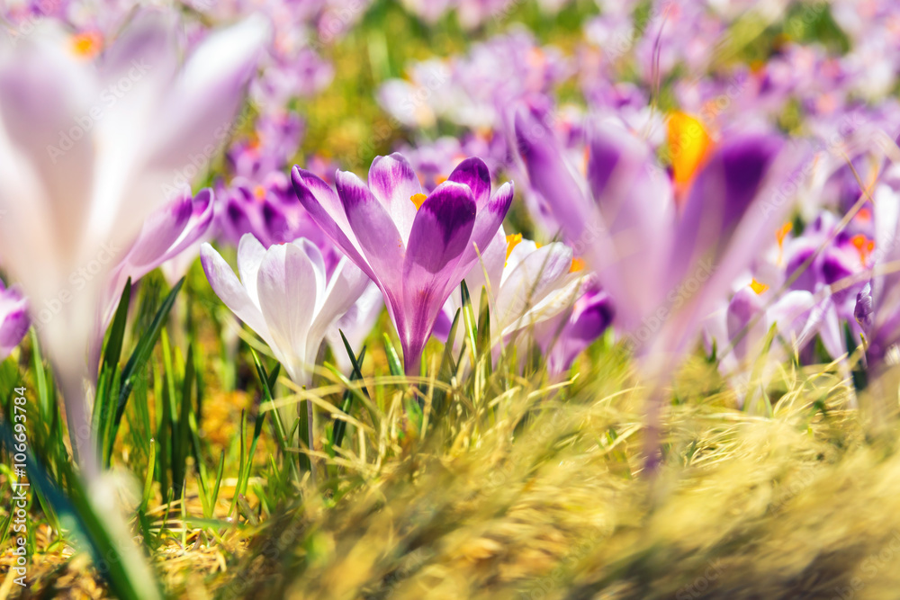 blooming violet crocuses in Tatra Mountains, spring flower blooming violet crocuses in Tatra Mountains, spring flower