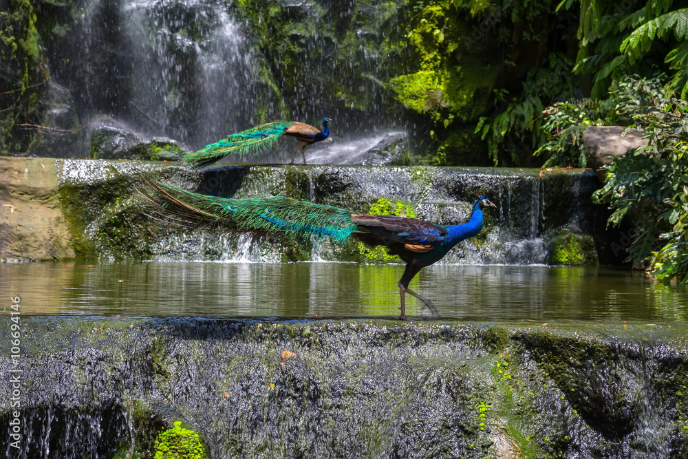 Fototapeta premium Paw indyjski niebieski w Kuala Lumpur, KL Bird Park, Malezja