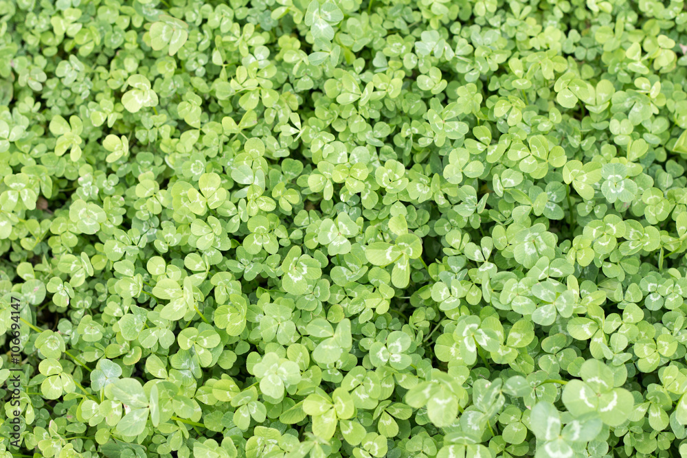 Clover leaves taken from overhead perspective in ful frame Clover leaves taken from overhead perspective in ful frame