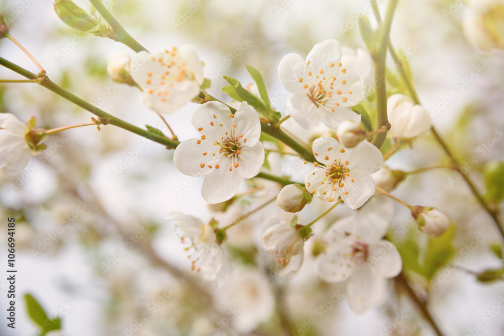 Spring Blooming tree wallpaper with white flowers in sunshine