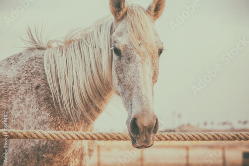 Canvas Print Horses in stall