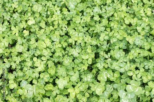 Clover leaves taken from overhead perspective in ful frame