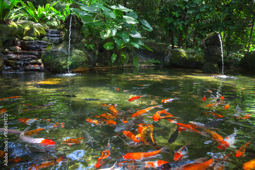 Gold carp in the pond, KL Bird Park, Malaysia