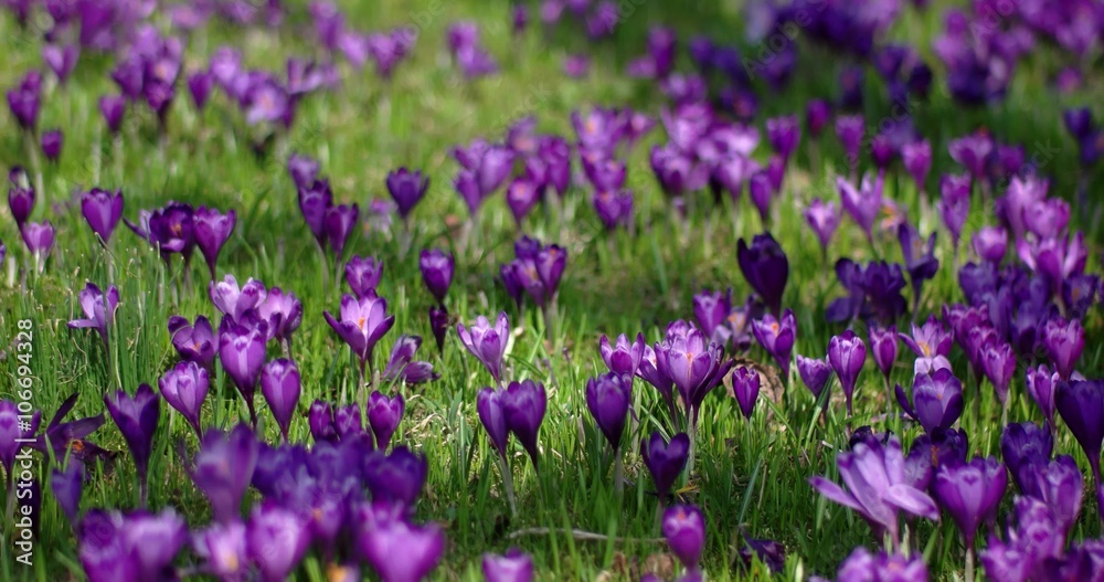 Field of Blooming Crocuses in the Mountains at Spring Field of Blooming Crocuses in the Mountains at Spring