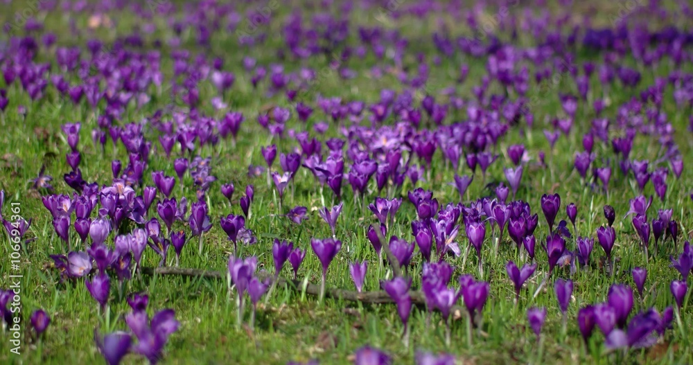 Crocus is a Genus of Flowering Plants in the Iris Family Crocus is a Genus of Flowering Plants in the Iris Family