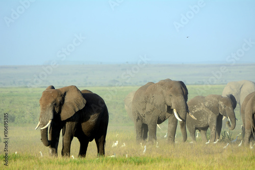 African elephants and the Kilimanjaro  Amboseli National Park  K