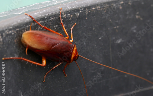 brown cockroach