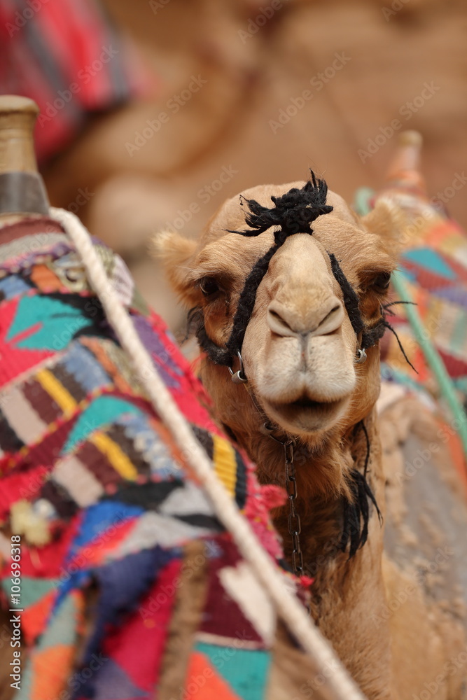 Naklejka premium chameau à Pétra – Jordanie