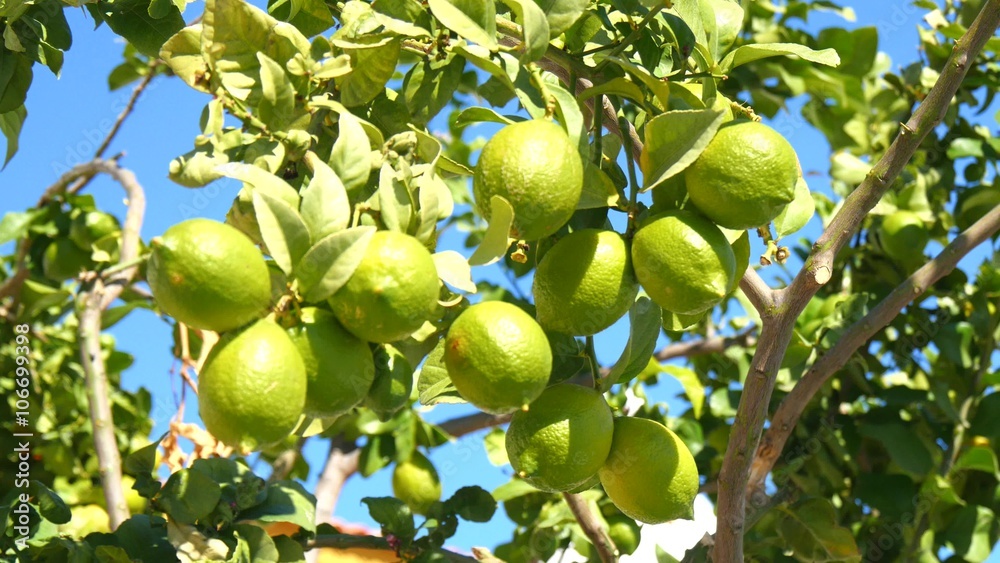 Unripe lemons on the tree, green lemons Unripe lemons on the tree, green lemons