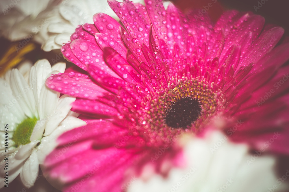 Obraz premium Pink Gerbera Macro Retro