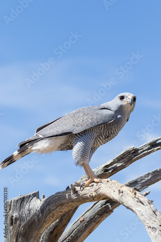 Gray Hawk photo