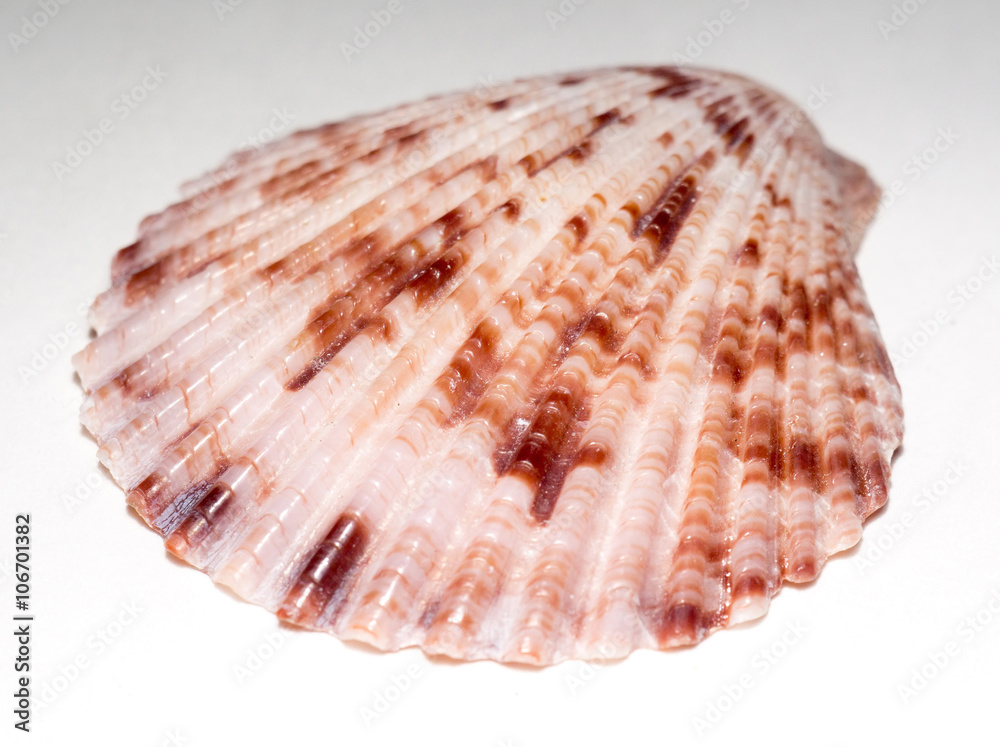 Scallop Seashell Macro
