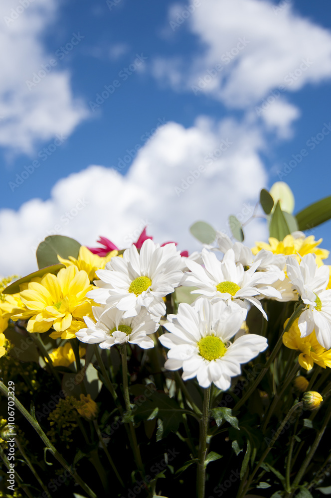 bunch, field of flowers in spring with cloudy sky background bunch, field of flowers in spring with cloudy sky background