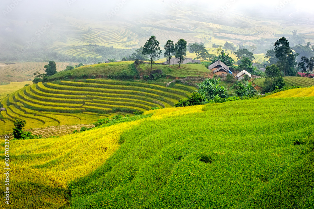 The terraced rice paddy in Lao Cai province, north Vietnam.