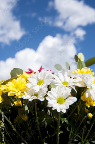 bunch, field of flowers in spring with cloudy sky background