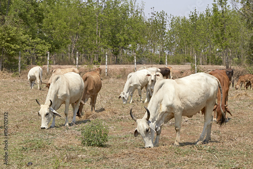 Herd of cows , thailand