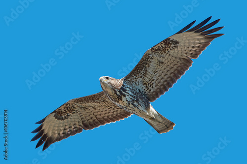 Common buzzard (Buteo buteo)