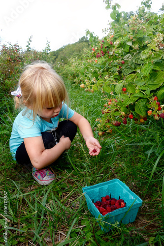 young girl picking raspberries