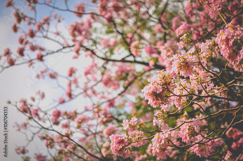 Spring cherry blossom blur background vintage style