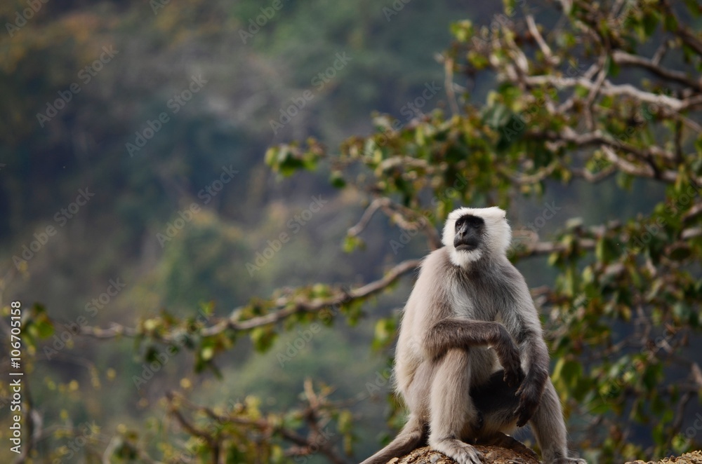 Obraz premium Old world monkey