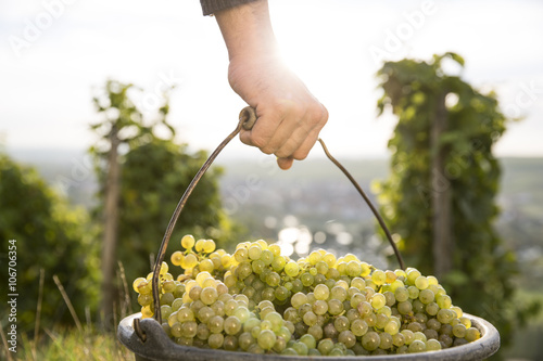 Germany, Bavaria, Volkach, man carrying bucket with harvested grapes photo