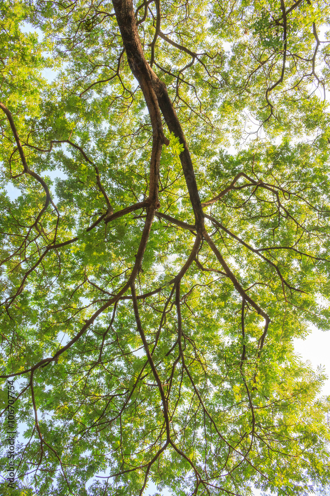 Fototapeta premium big green tree background