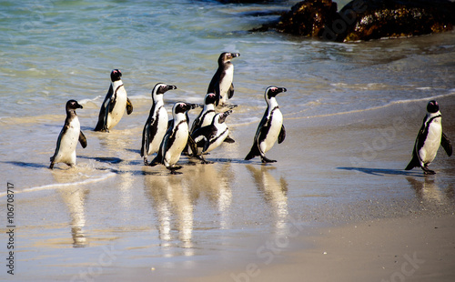 African penguins and their reflections