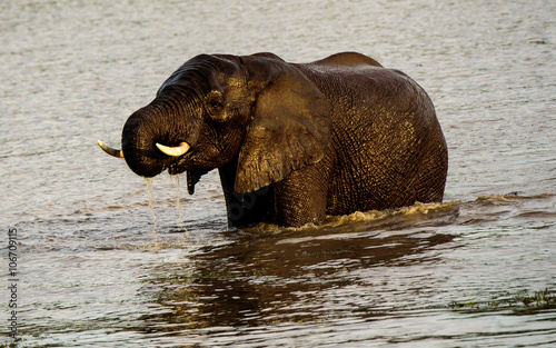 African Elephant enjoying a drink at a waterhole