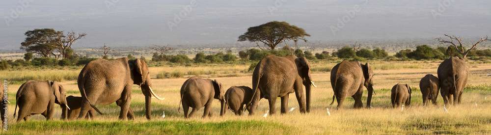 Fototapeta Słonie afrykańskie, Park Narodowy Amboseli, Kenia