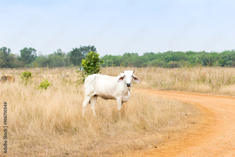 Obraz premium Ox in the field